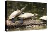 Yellow-Spotted Amazon River Turtle-null-Stretched Canvas