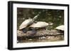 Yellow-Spotted Amazon River Turtle-null-Framed Photographic Print