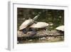 Yellow-Spotted Amazon River Turtle-null-Framed Photographic Print