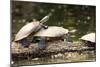 Yellow-Spotted Amazon River Turtle-null-Mounted Photographic Print