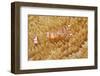 Yellow-Spotted Anemone Shrimp-Hal Beral-Framed Photographic Print