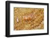 Yellow-Spotted Anemone Shrimp-Hal Beral-Framed Photographic Print