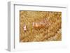 Yellow-Spotted Anemone Shrimp-Hal Beral-Framed Photographic Print