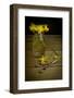 Yellow Spring Flowers Being Trimmed and Put into a Glass Vase-Cynthia Classen-Framed Photographic Print