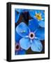 Yellow springtails on Forget-me-not flower, Austria-Konrad Wothe-Framed Photographic Print