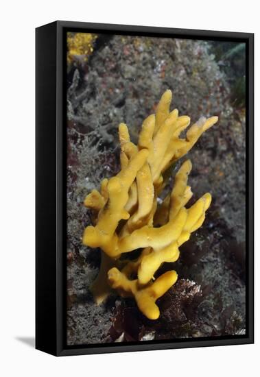 Yellow Staghorn Sponge, Lundy Island Marine Conservation Zone, Devon, England, UK-Linda Pitkin-Framed Stretched Canvas