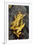 Yellow Staghorn Sponge, Lundy Island Marine Conservation Zone, Devon, England, UK-Linda Pitkin-Framed Photographic Print