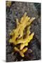 Yellow Staghorn Sponge, Lundy Island Marine Conservation Zone, Devon, England, UK-Linda Pitkin-Mounted Photographic Print