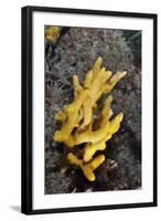 Yellow Staghorn Sponge, Lundy Island Marine Conservation Zone, Devon, England, UK-Linda Pitkin-Framed Photographic Print