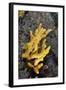 Yellow Staghorn Sponge, Lundy Island Marine Conservation Zone, Devon, England, UK-Linda Pitkin-Framed Photographic Print