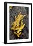 Yellow Staghorn Sponge, Lundy Island Marine Conservation Zone, Devon, England, UK-Linda Pitkin-Framed Photographic Print