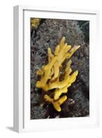 Yellow Staghorn Sponge, Lundy Island Marine Conservation Zone, Devon, England, UK-Linda Pitkin-Framed Photographic Print