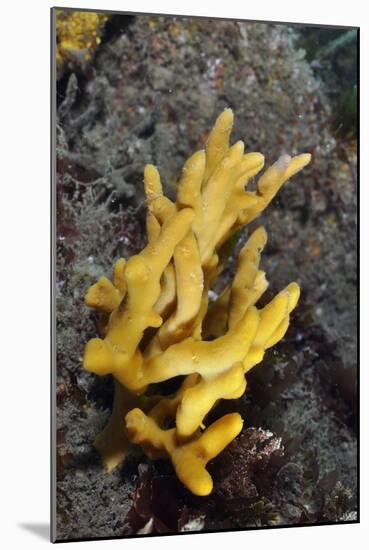 Yellow Staghorn Sponge, Lundy Island Marine Conservation Zone, Devon, England, UK-Linda Pitkin-Mounted Photographic Print