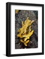 Yellow Staghorn Sponge, Lundy Island Marine Conservation Zone, Devon, England, UK-Linda Pitkin-Framed Photographic Print