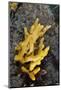 Yellow Staghorn Sponge, Lundy Island Marine Conservation Zone, Devon, England, UK-Linda Pitkin-Mounted Photographic Print