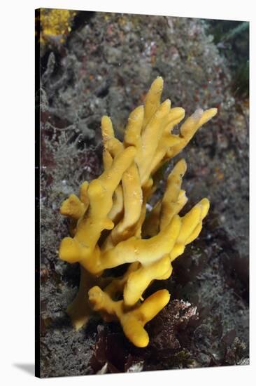 Yellow Staghorn Sponge, Lundy Island Marine Conservation Zone, Devon, England, UK-Linda Pitkin-Stretched Canvas