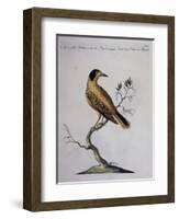 Yellow Starling (Indian or Bengal) (Sturnus Luteus Indicus-null-Framed Giclee Print