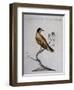 Yellow Starling (Indian or Bengal) (Sturnus Luteus Indicus-null-Framed Giclee Print