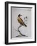 Yellow Starling (Indian or Bengal) (Sturnus Luteus Indicus-null-Framed Giclee Print