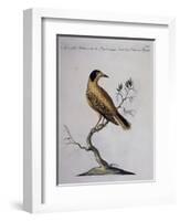 Yellow Starling (Indian or Bengal) (Sturnus Luteus Indicus-null-Framed Giclee Print