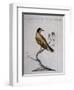 Yellow Starling (Indian or Bengal) (Sturnus Luteus Indicus-null-Framed Giclee Print