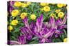 Yellow strawflowers and purple Celosia in garden, USA-Lisa S. Engelbrecht-Stretched Canvas