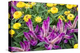 Yellow strawflowers and purple Celosia in garden, USA-Lisa S. Engelbrecht-Stretched Canvas