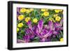 Yellow strawflowers and purple Celosia in garden, USA-Lisa S. Engelbrecht-Framed Photographic Print