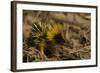 Yellow Streaked Tenrec (Hemicentetes Semispinosum) Madagascar-Inaki Relanzon-Framed Photographic Print