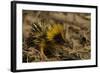 Yellow Streaked Tenrec (Hemicentetes Semispinosum) Madagascar-Inaki Relanzon-Framed Photographic Print