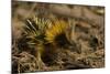 Yellow Streaked Tenrec (Hemicentetes Semispinosum) Madagascar-Inaki Relanzon-Mounted Photographic Print