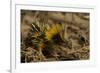 Yellow Streaked Tenrec (Hemicentetes Semispinosum) Madagascar-Inaki Relanzon-Framed Photographic Print