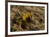 Yellow Streaked Tenrec (Hemicentetes Semispinosum) Madagascar-Inaki Relanzon-Framed Photographic Print