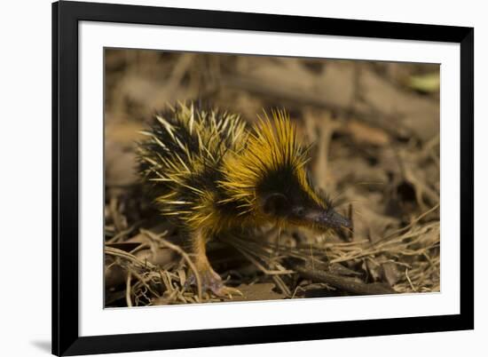 Yellow Streaked Tenrec (Hemicentetes Semispinosum) Madagascar-Inaki Relanzon-Framed Photographic Print