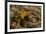 Yellow Streaked Tenrec (Hemicentetes Semispinosum) Madagascar-Inaki Relanzon-Framed Photographic Print