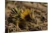 Yellow Streaked Tenrec (Hemicentetes Semispinosum) Madagascar-Inaki Relanzon-Mounted Photographic Print