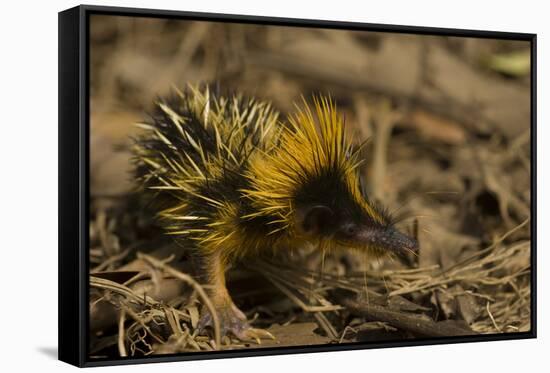 Yellow Streaked Tenrec (Hemicentetes Semispinosum) Madagascar-Inaki Relanzon-Framed Stretched Canvas