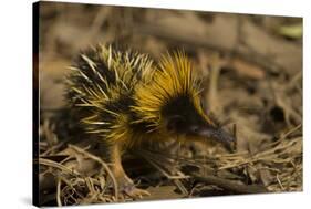 Yellow Streaked Tenrec (Hemicentetes Semispinosum) Madagascar-Inaki Relanzon-Stretched Canvas