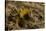 Yellow Streaked Tenrec (Hemicentetes Semispinosum) Madagascar-Inaki Relanzon-Stretched Canvas