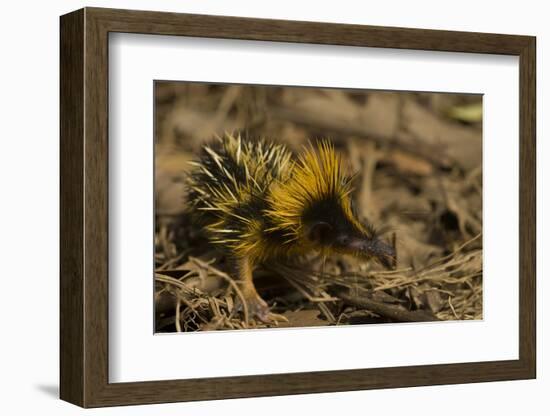 Yellow Streaked Tenrec (Hemicentetes Semispinosum) Madagascar-Inaki Relanzon-Framed Photographic Print