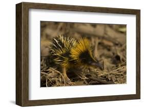 Yellow Streaked Tenrec (Hemicentetes Semispinosum) Madagascar-Inaki Relanzon-Framed Photographic Print