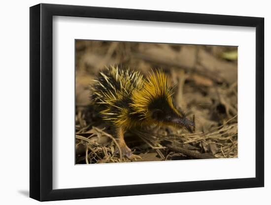 Yellow Streaked Tenrec (Hemicentetes Semispinosum) Madagascar-Inaki Relanzon-Framed Photographic Print