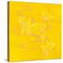 Yellow Stream-Haruyo Morita-Stretched Canvas