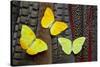 Yellow Sulfur Butterflies on Tail Feathers of Variety of Pheasants-Darrell Gulin-Stretched Canvas