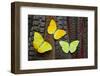 Yellow Sulfur Butterflies on Tail Feathers of Variety of Pheasants-Darrell Gulin-Framed Photographic Print