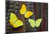 Yellow Sulfur Butterflies on Tail Feathers of Variety of Pheasants-Darrell Gulin-Mounted Photographic Print