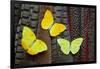 Yellow Sulfur Butterflies on Tail Feathers of Variety of Pheasants-Darrell Gulin-Framed Photographic Print