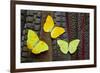 Yellow Sulfur Butterflies on Tail Feathers of Variety of Pheasants-Darrell Gulin-Framed Photographic Print