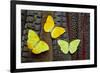 Yellow Sulfur Butterflies on Tail Feathers of Variety of Pheasants-Darrell Gulin-Framed Photographic Print