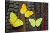 Yellow Sulfur Butterflies on Tail Feathers of Variety of Pheasants-Darrell Gulin-Stretched Canvas